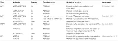 N6-Methyladenosine Modification and Its Regulation of Respiratory Viruses